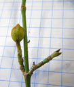 cornelian cherry (cornus mas), leave bud (right) slender, oblong, pointy; flower bud (left) pointy egg-shaped to globular. 2009-01-26, Pentax W60. keywords: gelber hartriegel, cornouiller male, corniolo